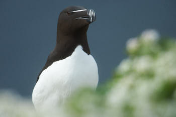 Oiseaux de mer<br>NIKON D4, 850 mm, 720 ISO,  1/1000 sec,  f : 8 